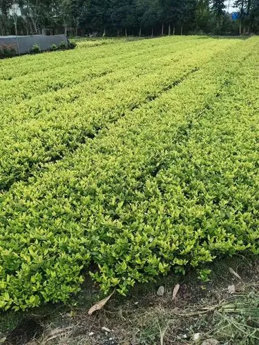 mile·米乐m6：适合打出上旋球的网球拍